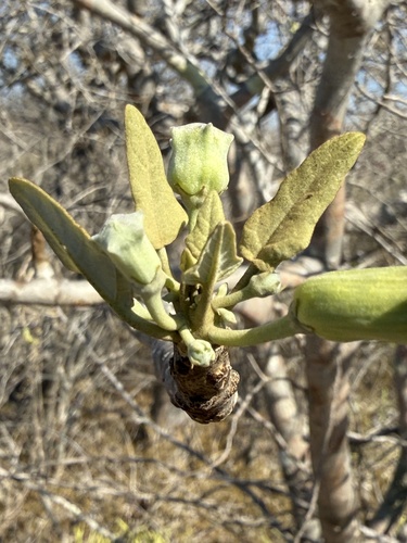 Uncarina stellulifera