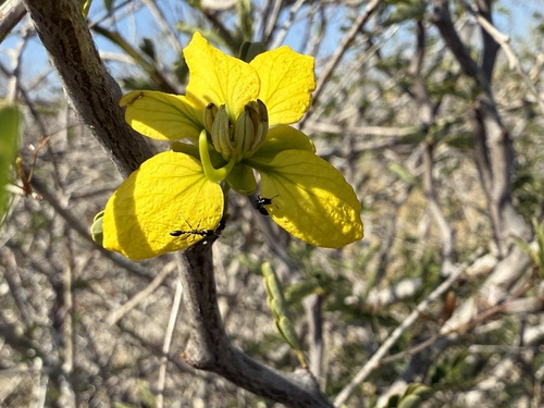 Taraby (Senna meridionalis)