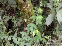 Passiflora eichleriana