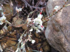 Erica xeranthemifolia