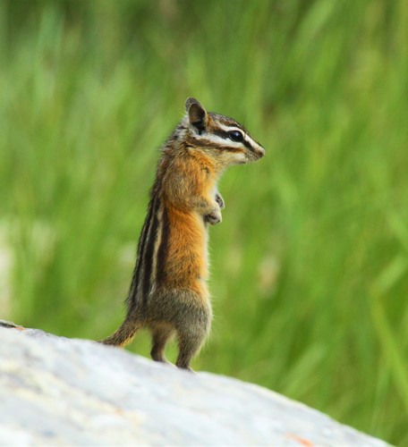 Least Chipmunk, East Kootenay, BC, Canada, photo 7 of 10