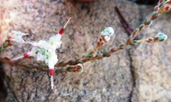 Erica xeranthemifolia