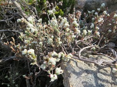 Erica xeranthemifolia