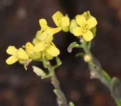 Physaria ovalifolia