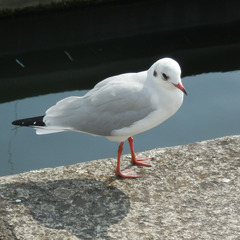 Chroicocephalus ridibundus