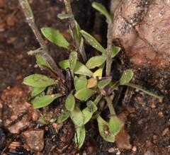 Physaria ovalifolia