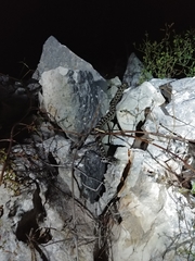 Elaphe quatuorlineata