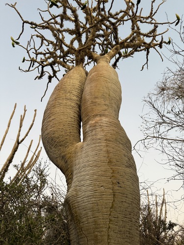 Pachypodium geayi