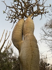 Pachypodium geayi