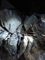 Elaphe quatuorlineata