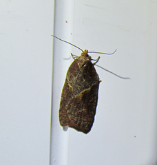 Acleris maccana