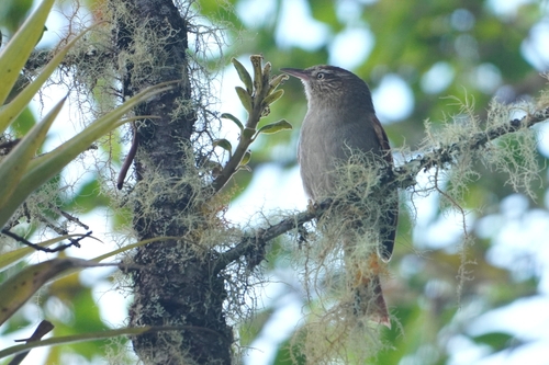 Streak-capped Spinetail (Cranioleuca hellmayri)