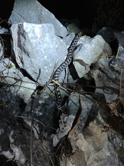 Elaphe quatuorlineata