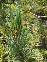 Pinus cembra