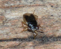 Geocoris uliginosus