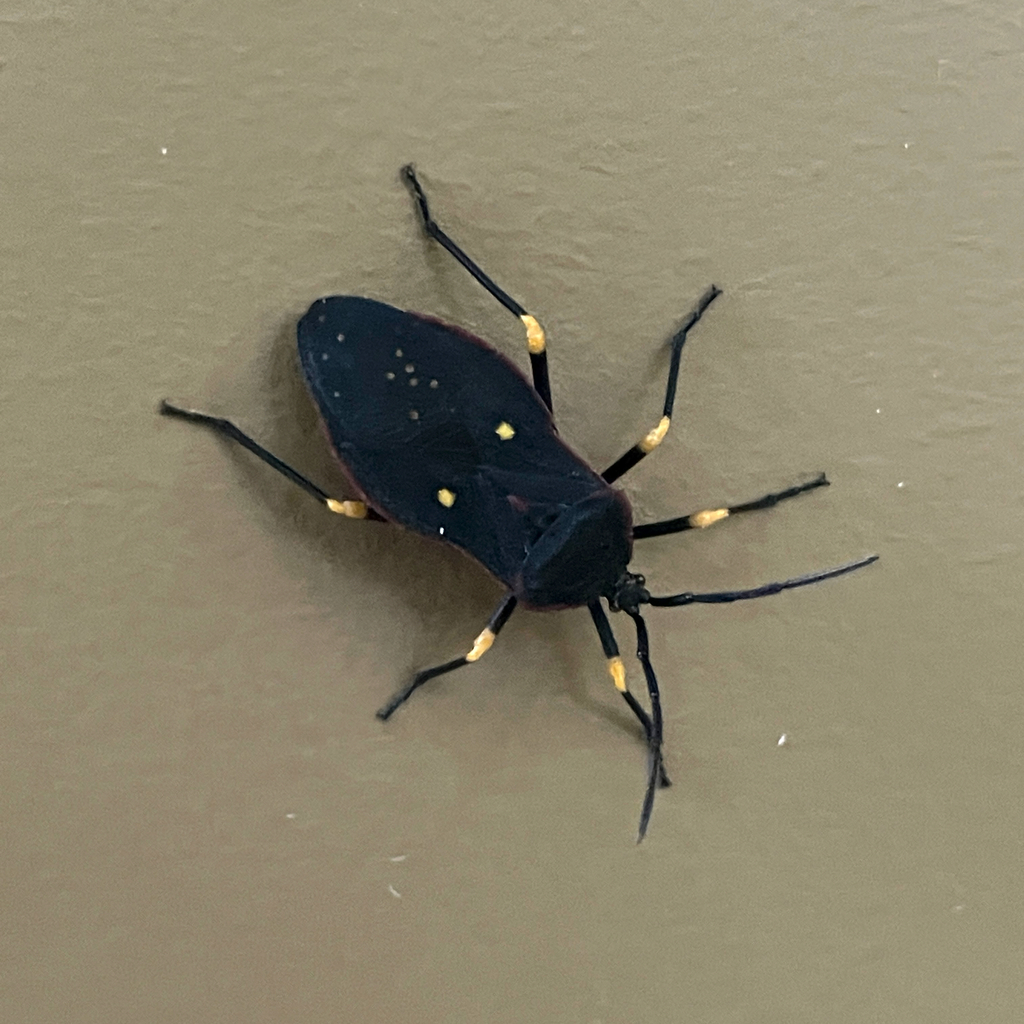 Sephina faceta