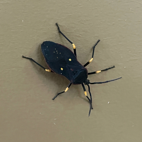 Sephina faceta