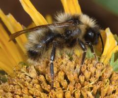 Bombus flavidus flavidus