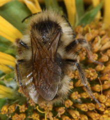 Bombus flavidus flavidus