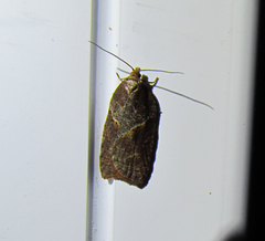 Acleris maccana