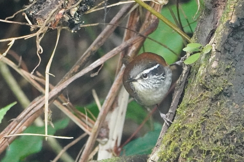 Hermit Wood Wren (Henicorhina anachoreta), photo 8