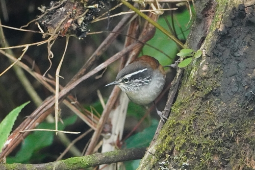 Hermit Wood Wren (Henicorhina anachoreta), photo 2