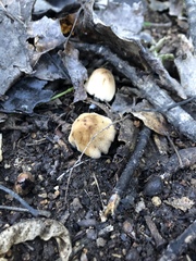 Coprinellus micaceus