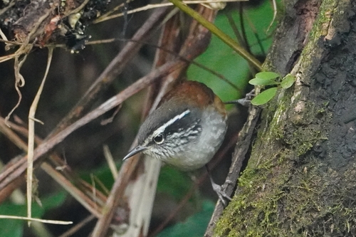 Hermit Wood Wren (Henicorhina anachoreta), photo 8