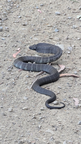 Tiger Snake sighting