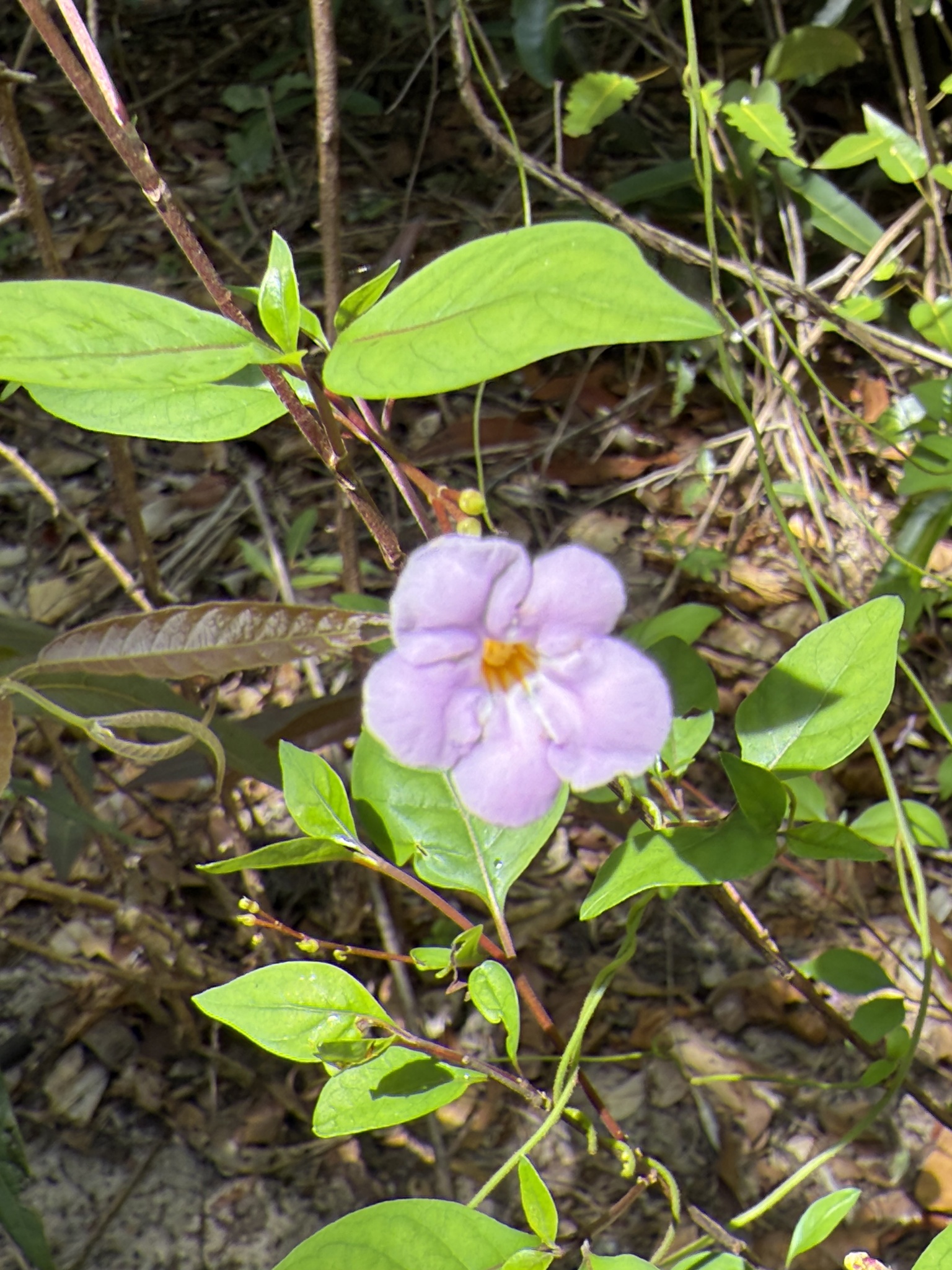 Mostuea Brunonis (Mostuea brunonis)