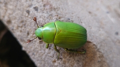 Chrysina psittacina