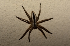 Pseudomicrommata longipes