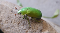 Chrysina psittacina