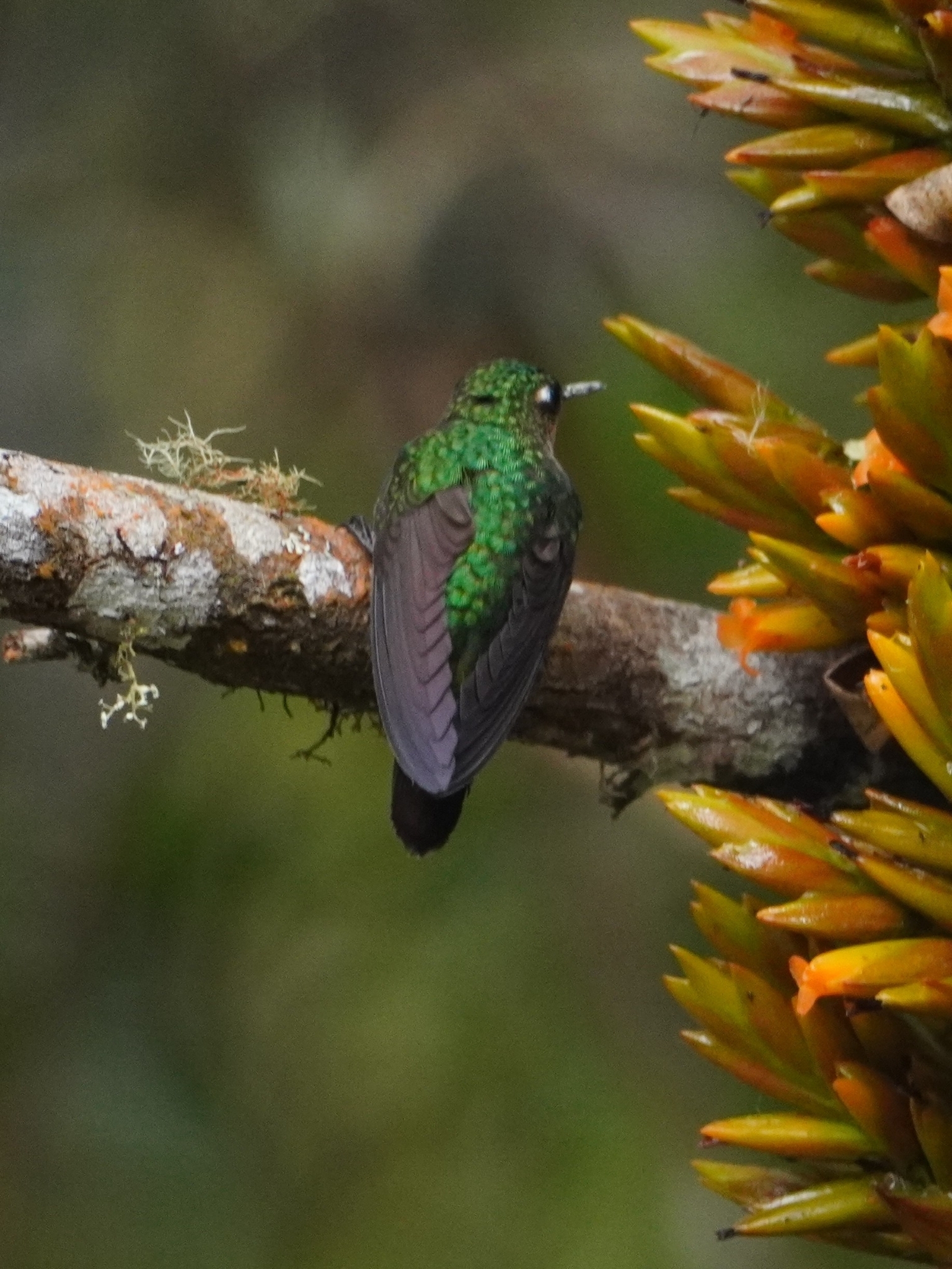 Santa Marta Woodstar (Chaetocercus astreans), photo 2