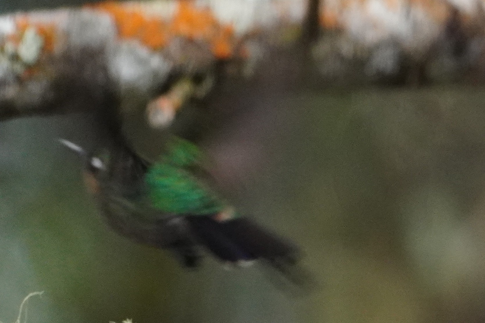 Santa Marta Woodstar (Chaetocercus astreans), photo 3