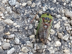 Megatibicen pronotalis