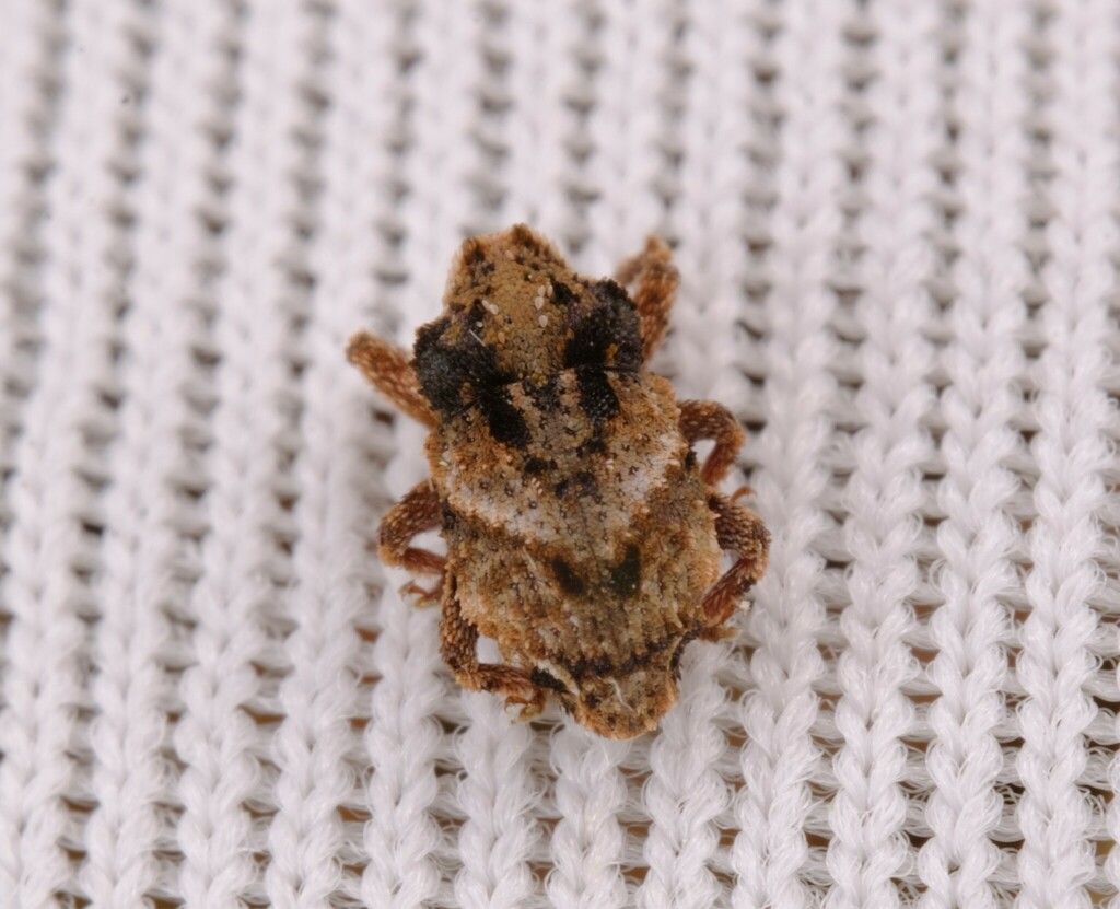Exithius obliquus