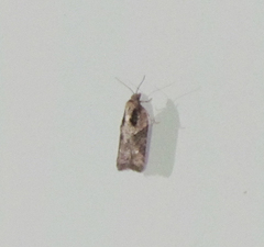 Acleris fuscana