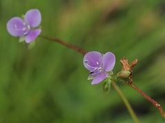 Murdannia gigantea, photograph Roland Muench, CC BY, iNaturalist via GBIF