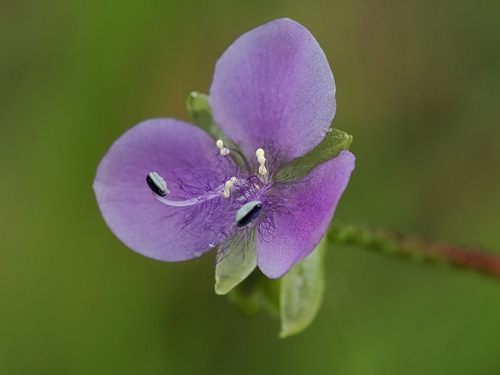Murdannia gigantea, photograph 4