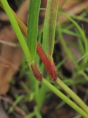 Murdannia gigantea, photograph Roland Muench, CC BY, iNaturalist via GBIF