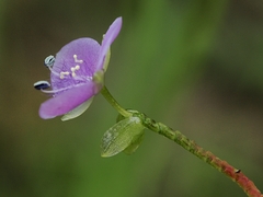 Murdannia gigantea, photograph Roland Muench, CC BY, iNaturalist via GBIF