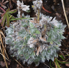 Eritrichium argenteum