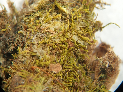 Tiny Cedar Moss (Pelekium minutulum)
