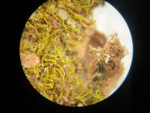 Image of Pelekium minutulum by no rights reserved