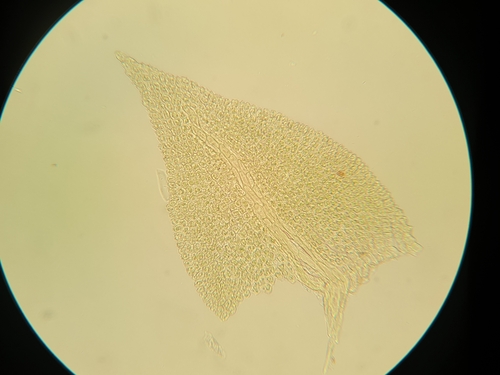 Image of Pelekium minutulum by no rights reserved