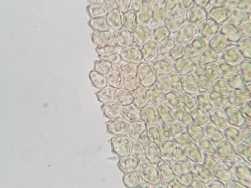 Image of Pelekium minutulum by no rights reserved