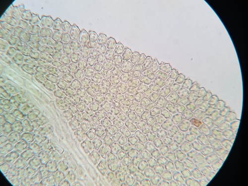 Image of Pelekium minutulum by no rights reserved