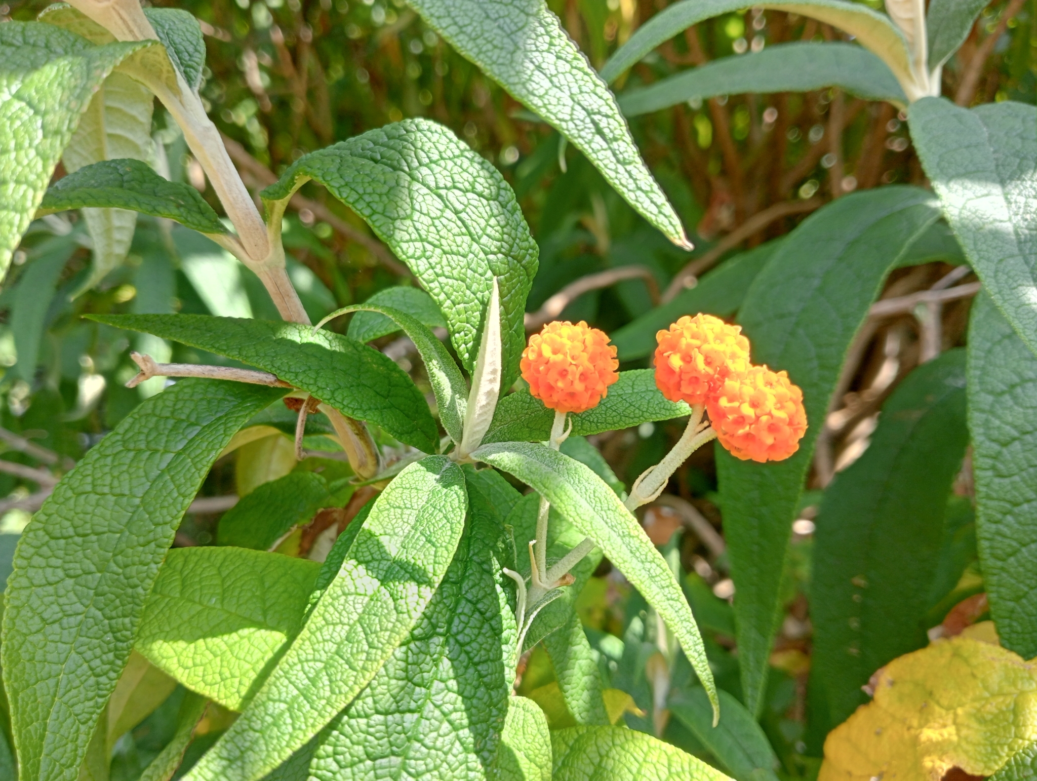 Imagem de Buddleja