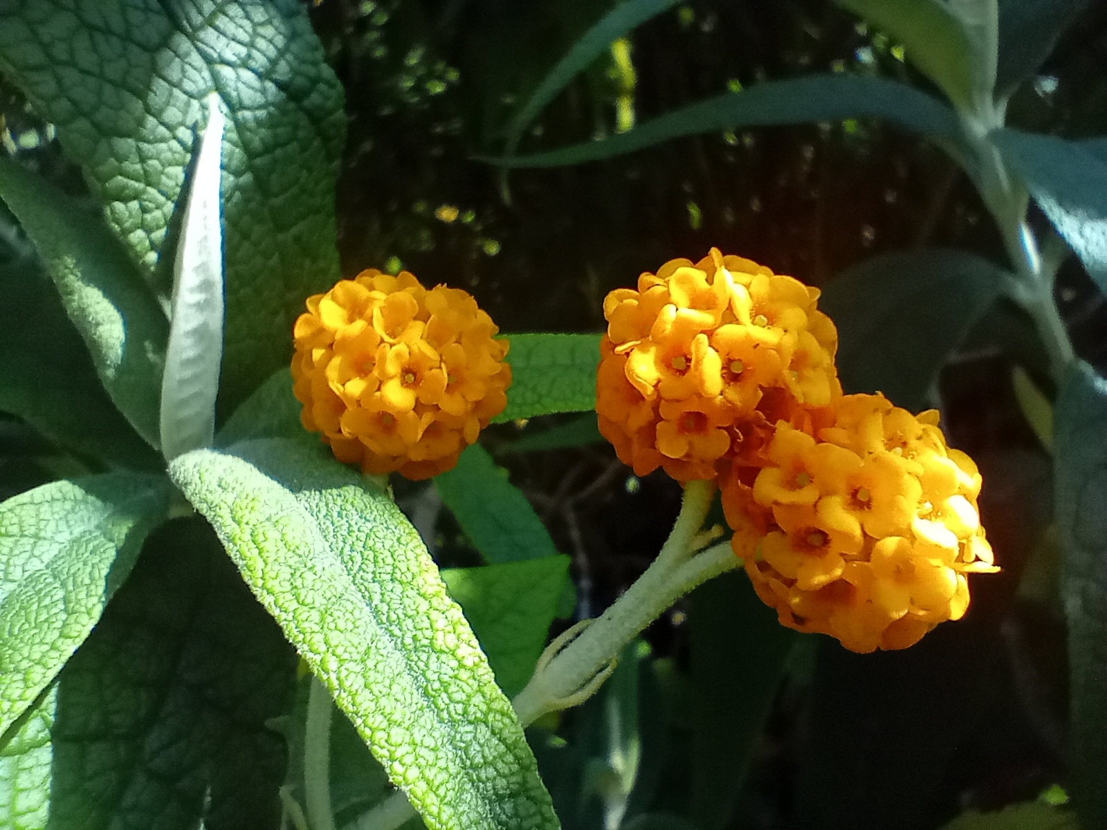 Imagem de Buddleja